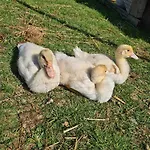 Urlaub Auf Dem Bauernhof Mit Garten Und Terrasse Im Gruenen Hébergement de vacances *