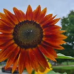 Hébergement de vacances Urlaub Auf Dem Bauernhof Mit Garten Und Terrasse Im Gruenen Ganzlin