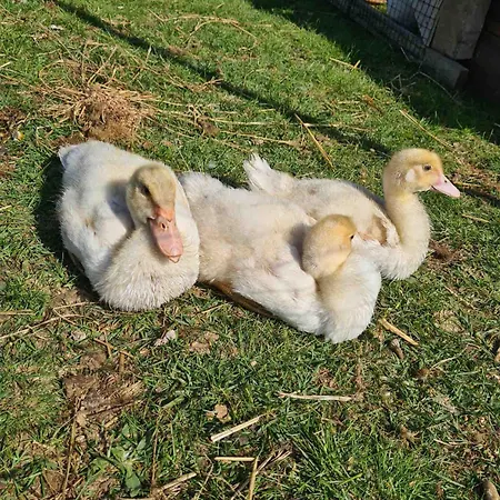 Urlaub Auf Dem Bauernhof Mit Garten Und Terrasse Im Gruenen Feriehus *
