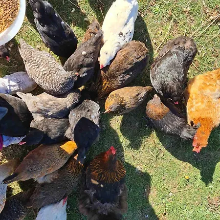 Feriehus Urlaub Auf Dem Bauernhof Mit Garten Und Terrasse Im Gruenen