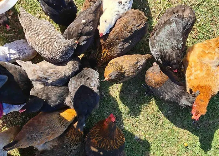 بيت للعطل Urlaub Auf Dem Bauernhof Mit Garten Und Terrasse Im Gruenen